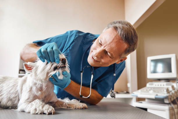 Best Emergency Wisdom Tooth Extraction in Granite Falls, WA
